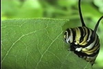 Caterpillar Feeding Stage